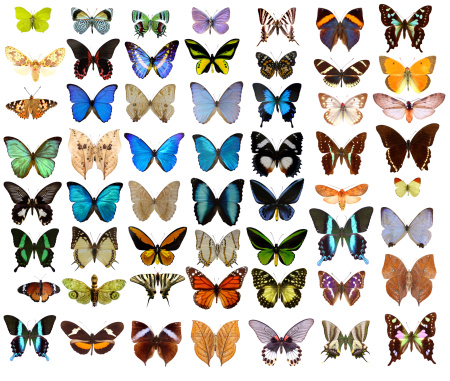 Different butterflies on white background.