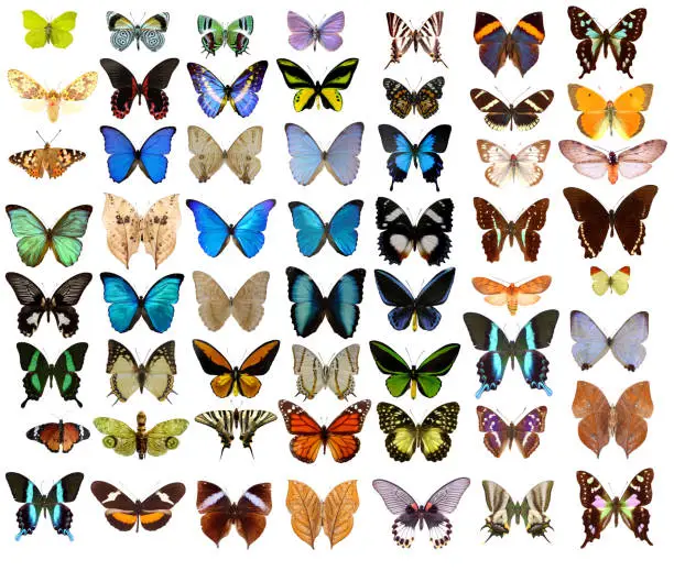 Different butterflies on white background.