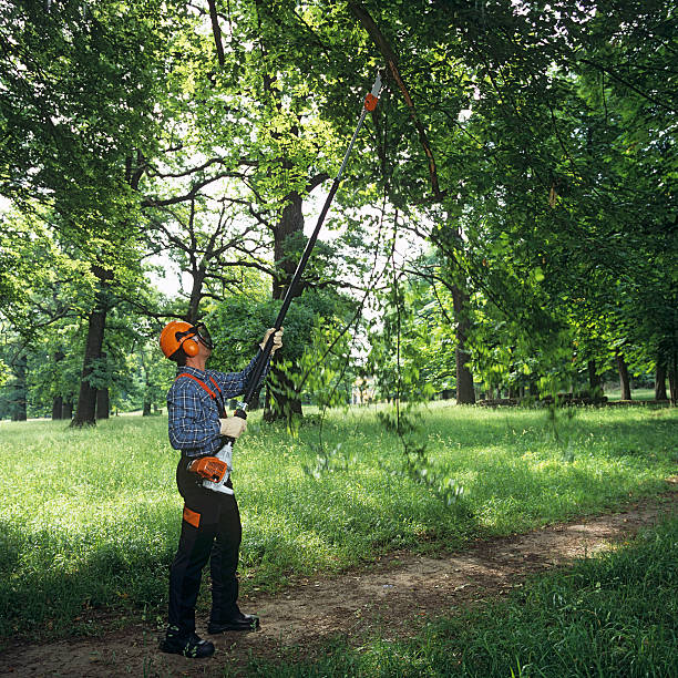 man-cutting-the-tree-branches.jpg?s=612x612&w=0&k=20&c=VDZKFrtcmJBZVxws0miVYBg__SxjF9jmZmroZpaPoa0=