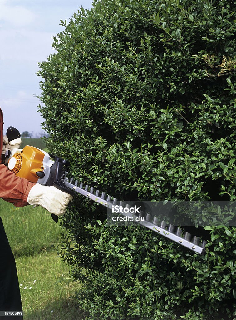 Gardener Aparar as sebes - Royalty-free Tesoura Grande Foto de stock