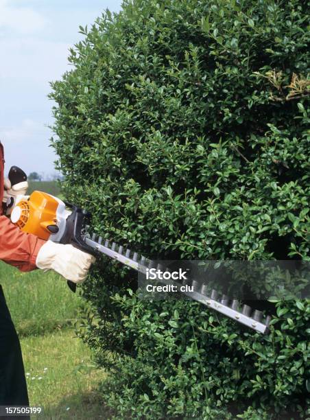 Gardener Aparar As Sebes - Fotografias de stock e mais imagens de Tesoura Grande - Tesoura Grande, Sebe, Folha