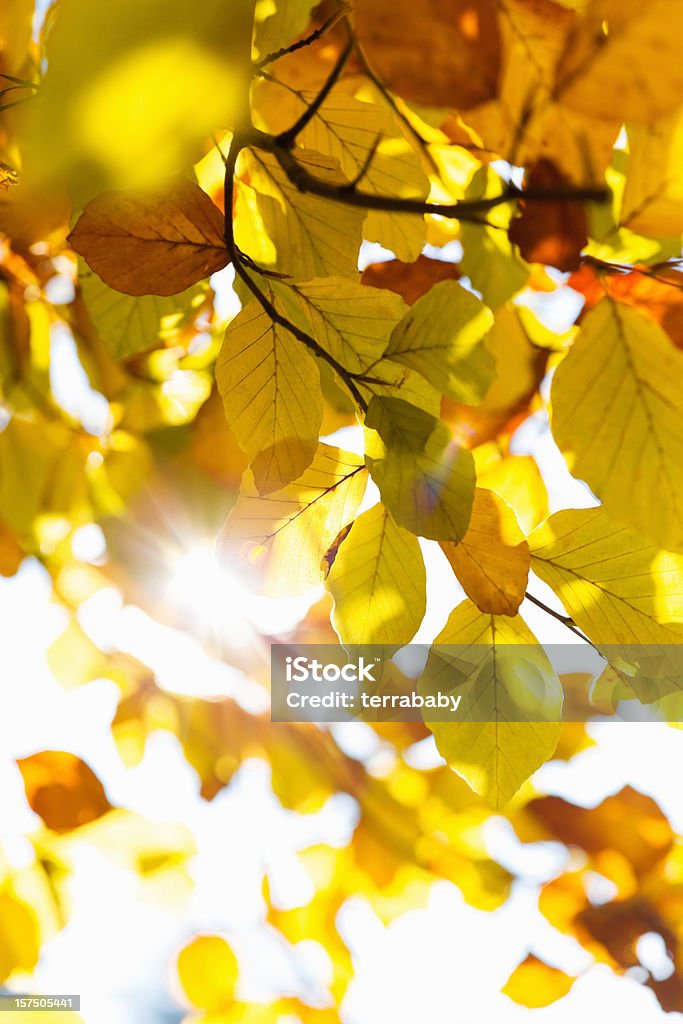 Folhas de outono caindo por sol - Foto de stock de Reflexo de luz - Efeito Fotográfico royalty-free