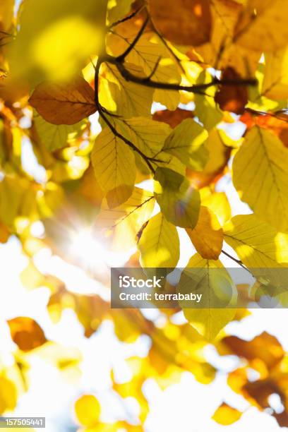 Foto de Folhas De Outono Caindo Por Sol e mais fotos de stock de Reflexo de luz - Efeito Fotográfico - Reflexo de luz - Efeito Fotográfico, Folha, Outono