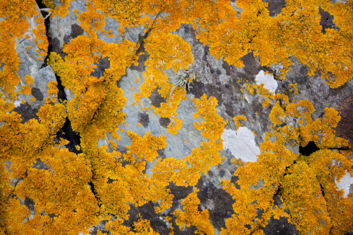 Lichen pattern on the rock. Nature background.