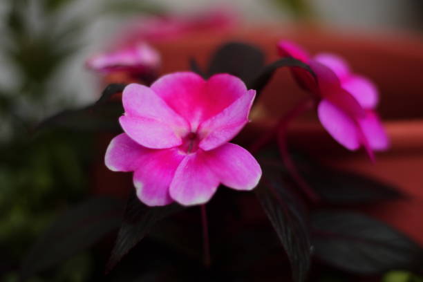 istock Pink Impatiens Walleriana 1575055592
