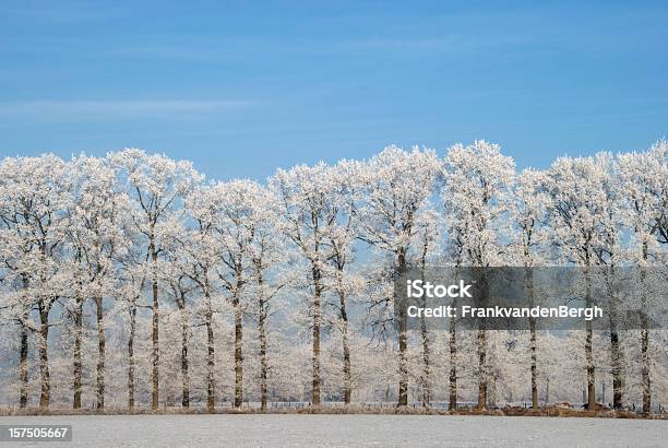 Árboles De Invierno Foto de stock y más banco de imágenes de Aire libre - Aire libre, Aislado, Azul