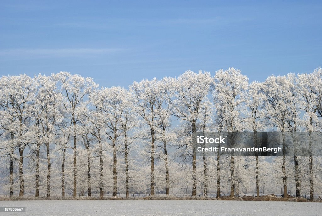 Zimę drzewa - Zbiór zdjęć royalty-free (Bezchmurne niebo)