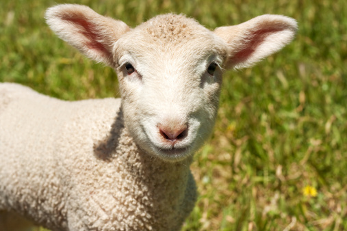 Close up shot of a Lamb Pouting his lips.