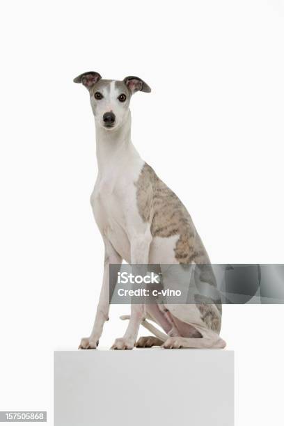 Photo libre de droit de Whippet Sur Un Podium banque d'images et plus d'images libres de droit de Lévrier - Lévrier, Chien, Whippet