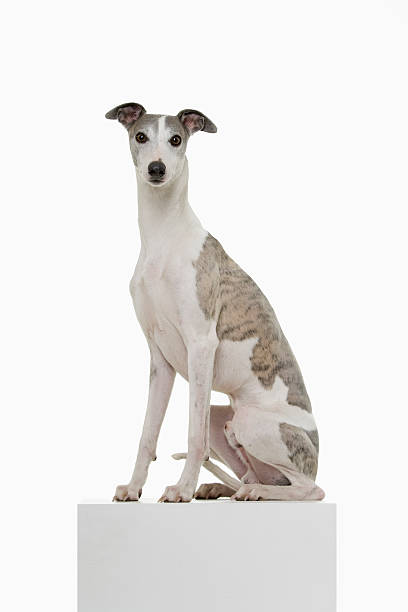 Whippet on a Podium  greyhound stock pictures, royalty-free photos & images