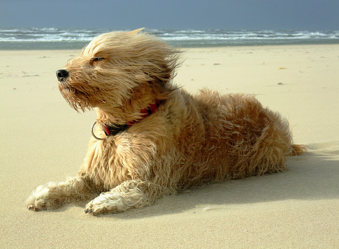 my dog at the beach.