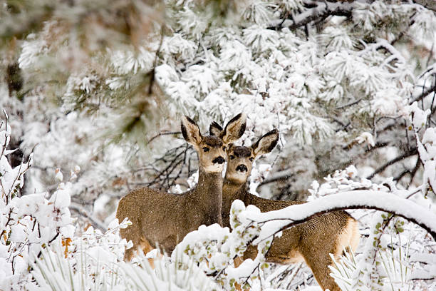 istock Colorado Mule Deer in the Winter Snow 157506042