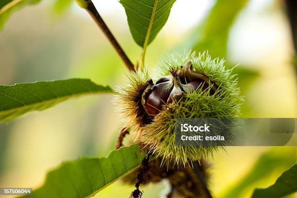 Kastanien Auf Die Tree Stockfoto und mehr Bilder von Kastanie - Laubbaum - Kastanie - Laubbaum, Ast - Pflanzenbestandteil, Blatt - Pflanzenbestandteile