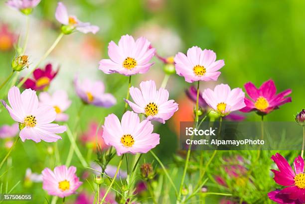 Jardim De Verão Com Floresviii Cosmo - Fotografias de stock e mais imagens de Ao Ar Livre - Ao Ar Livre, Beleza natural, Botânica - Ciência de plantas