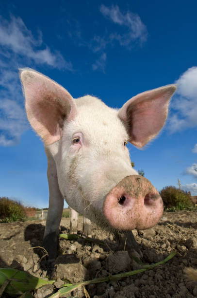 istock Outdoor Reared Pig 157506089