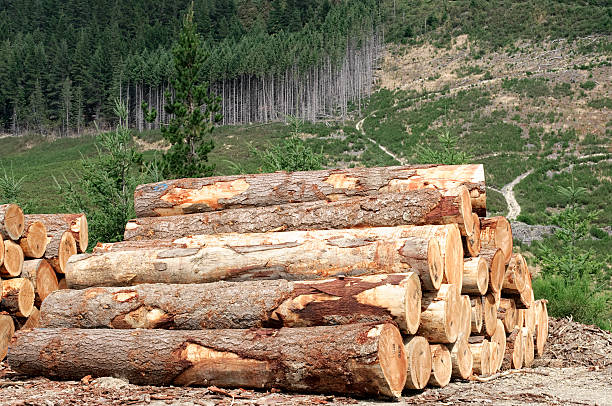 logging settore: sensazione di foresta - lumber industry tree log tree trunk foto e immagini stock