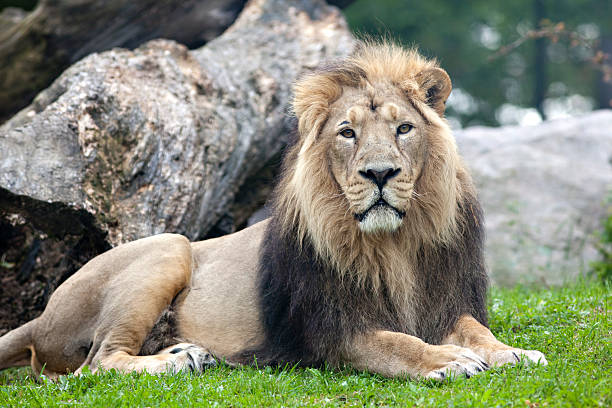Asiatic Lion (Panthera leo persica) Male lion sitting on grass looking at camera. asian lion stock pictures, royalty-free photos & images