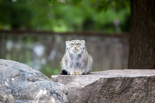 Pallas' cat (Felis manul), also known as the manul, is a small wild cat of Central Asia. 