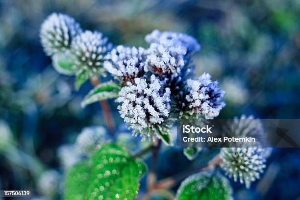 Ice Crystals On The Frozen Leaves Of Plant Stock Photo - Download Image Now - November, Close-up, Blue