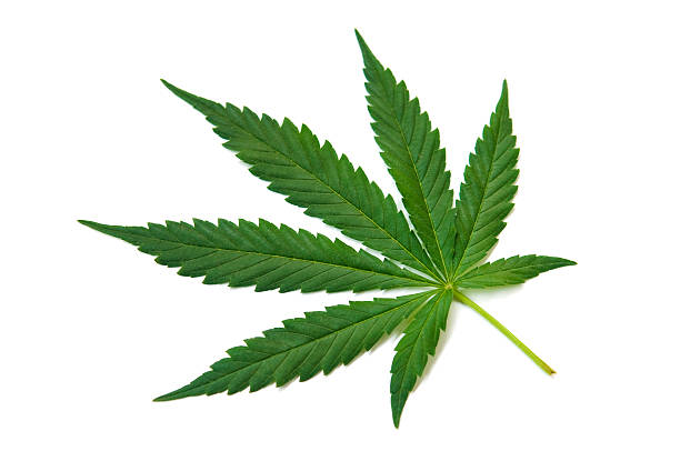 Hemp (cannabis) - green leaf on white stock photo