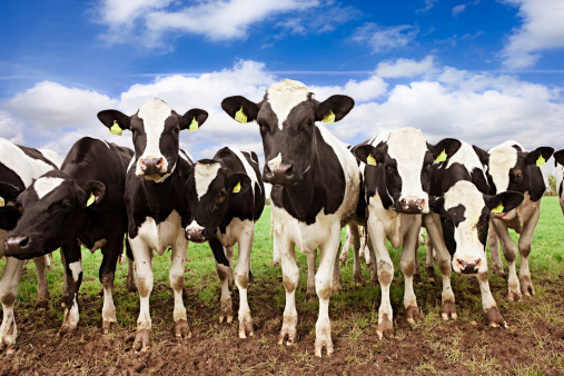 The close up, profile image of a white and black cow grazing in a field. The cow's head is up and is wearing a blue fabric collar.