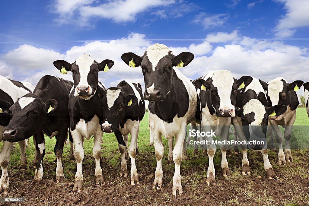 Всех кантонах - Стоковые фото Корова роялти-фри