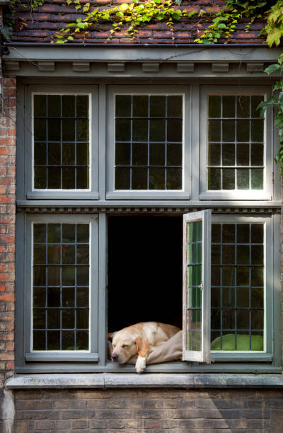 istock Dog Sleeping in a Window of House 157506308