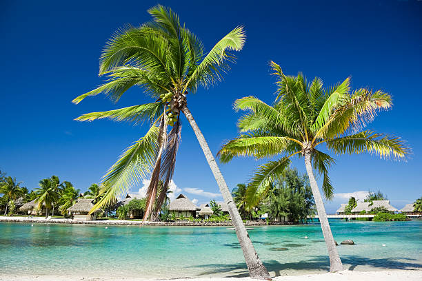 istock Island Dream Luxury Tourist Resort 157506316