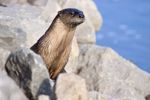 Otter in zoological water, marine animals in captivity