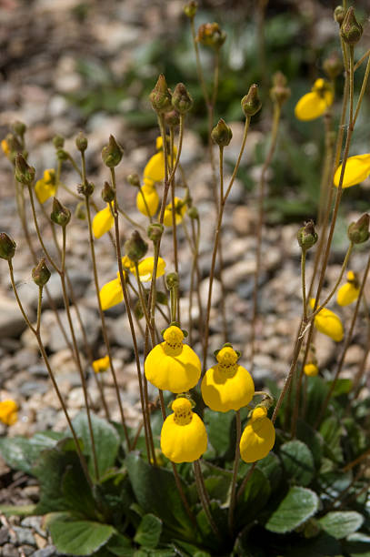 capachito de las vegas blume, calceolaria filicaulis - pantoffelblumengewächse stock-fotos und bilder