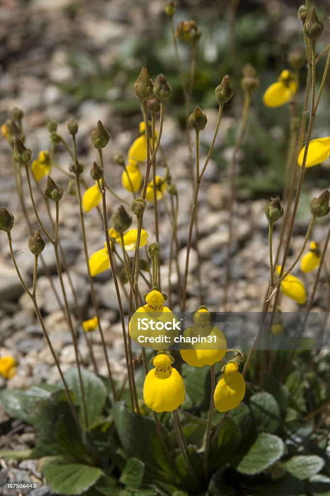 Capachito de las Vegas Flower, Calceolaria filicaulis  Betty Ford Stock Photo