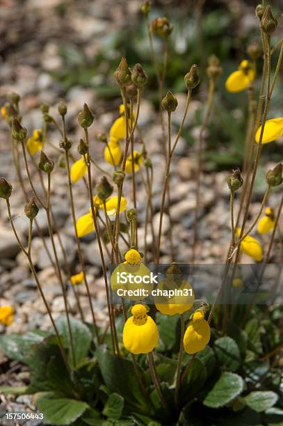 Capachito De Las Vegas Flower Calceolaria Filicaulis Stock Photo - Download Image Now
