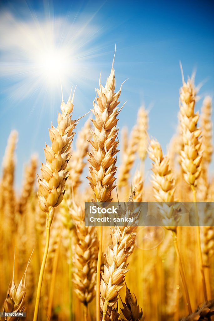 Campo di grano - Foto stock royalty-free di Grano - Graminacee