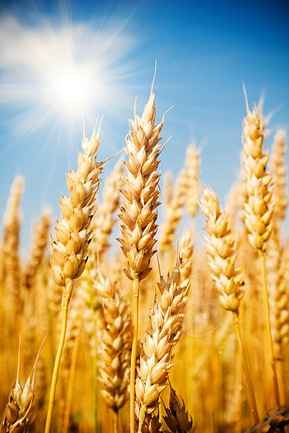 campo di grano - field vertical agriculture crop foto e immagini stock