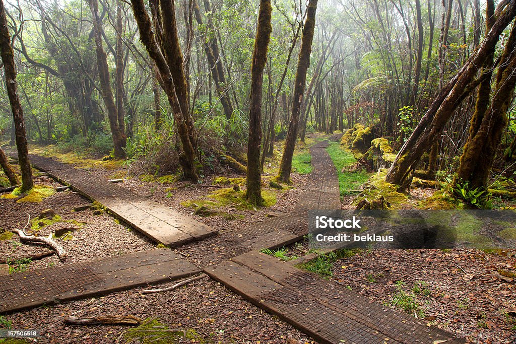 Fork no caminho através de uma floresta - Foto de stock de Trilha - Passagem de Pedestres royalty-free