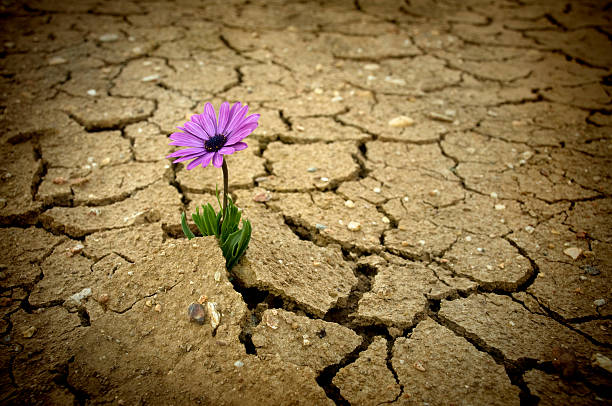 Global warming  dry cracked soil stock pictures, royalty-free photos & images