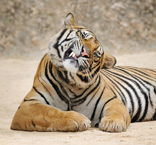 Smirking Tiger  tiger safari animals close up front view stock pictures, royalty-free photos & images