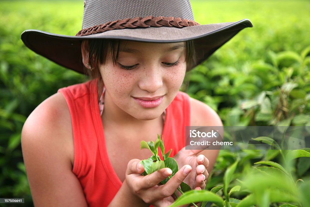 Menina no tea farm - Foto de stock de Austrália royalty-free