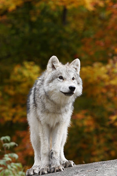Portrait of a white arctic wolf in the winter forest. An old wolf with a sad look