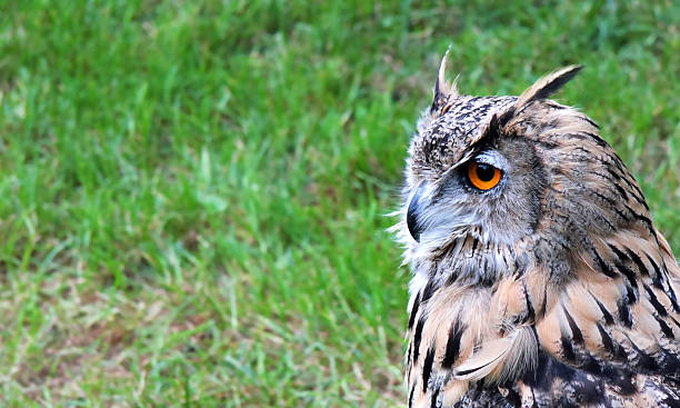 istock Bird of prey 157506817