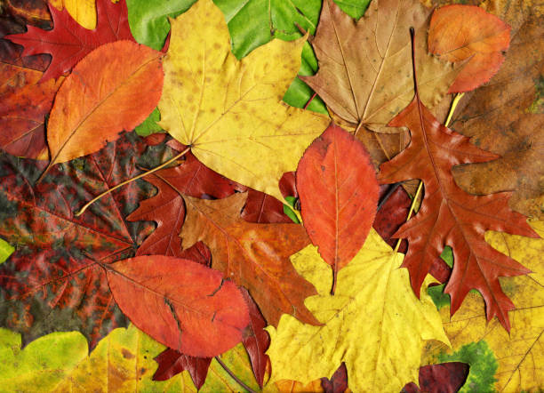 istock Fall / Autumn leaves XXXL 157506828
