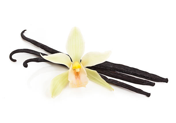 istock White orchid sitting in front of vanilla beans 157506855