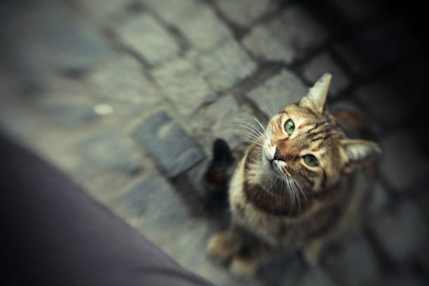 Stray cat looking for feed while the photographer 