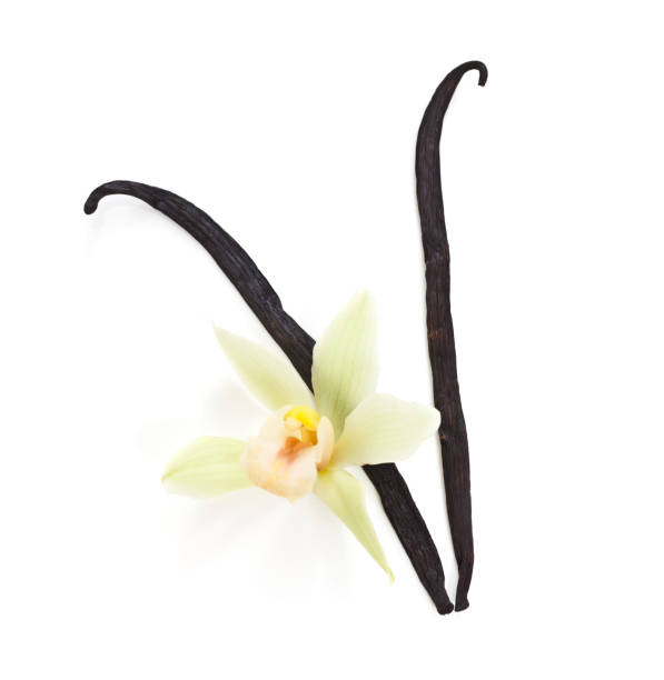 istock Vanilla Beans and Orchid 157506993