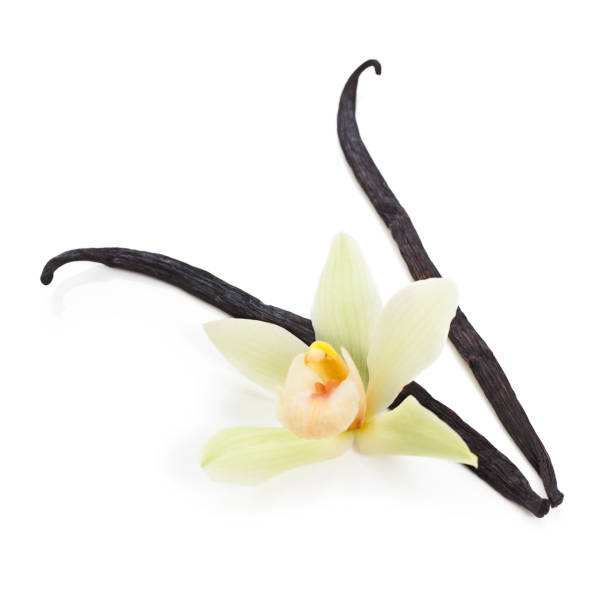 istock Vanilla Beans and Orchid 157507003