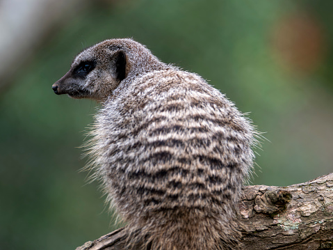 Meerkat portrait