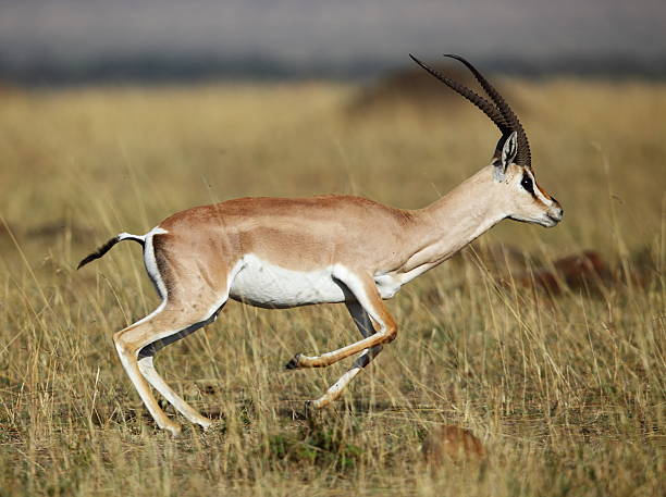 A Grant Gazelle In Its Natural Habitat Stock Photo - Download Image Now -  Gazelle, Running, Antelope - iStock