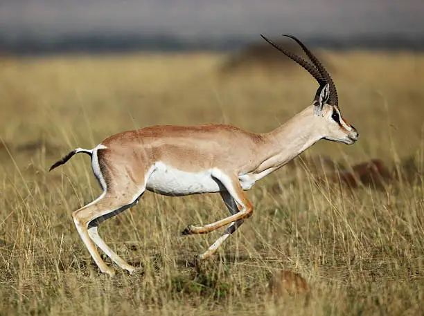 A male Grant Gazelle on the run, taken in the Masai Mara, Kenya