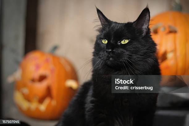 Halloween Czarny Kot - zdjęcia stockowe i więcej obrazów Kot domowy - Kot domowy, Halloween, Dynia