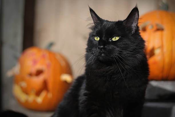 Gato preto Dia das Bruxas - fotografia de stock